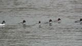 Common Goldeneyes