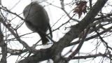 Perched Bohemian Waxwing