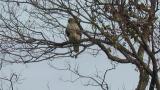 Perched Eastern Buzzard took flight