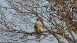 Perched Eastern Buzzard