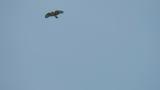 Eastern Buzzard in flight