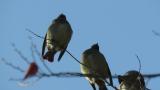 Perched Japanese Waxwings and call