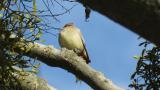 Sticky feces of Japanese Waxwing