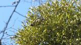 Foraging Japanese Waxwing