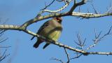 Japanese Waxwing took flight