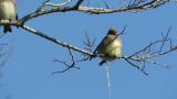 Sticky feces of Japanese Waxwing. Took flight at the end.