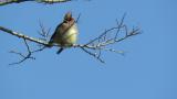 Sticky feces of Japanese Waxwing
