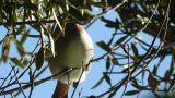 Perched Japanese Waxwing and call