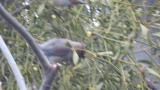 Foraging Japanese Waxwings