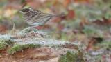 Yellow-throated Bunting took flight