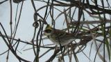 Perched Yellow-throated Bunting, took flight