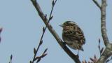 Perched Rustic Bunting