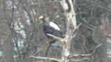 Steller's Sea Eagle perched against strong wind. Fluffing and some preening.