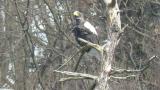 Steller's Sea Eagle perched against strong wind