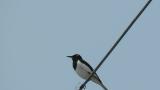 Singing Japanese Wagtail