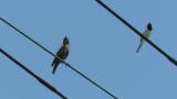 Perched Blue Rock Thrush and Japanese Wagtail
