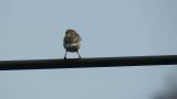 Perched Russet Sparrow in the breeding ground, calling