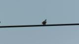 Russet Sparrows, courtship behavior and call