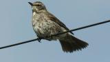 Dusky Thrush after bathing