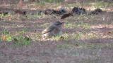 Foraging Naumann's Thrush