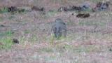 Naumann's Thrush on the ground