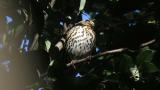 Perched Song Thrush