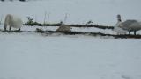 Greylag Goose foraging with Tundra Swans