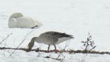 Greylag Goose foraging with Tundra Swans