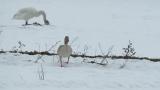 Greylag Goose foraging with Tundra Swans