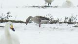 Foraging Greylag Goose