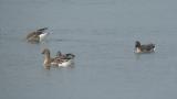 Foraging Taiga Bean Geese