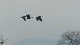 Taiga Bean Geese in flight