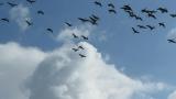 Flying Taiga Bean Geese