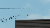 Flying Taiga Bean Geese