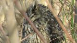 Sleeping Long-eared Owl
