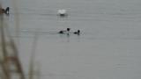 Courtship display of Common Goldeneye