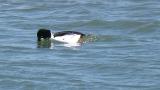 Male Common Goldeneye, diving