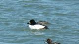 Common Goldeneyes, copulation