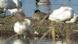 Resting Aleutian Cackling Goose