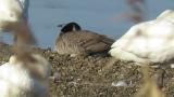 Resting Aleutian Cackling Goose