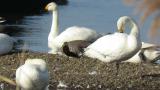 Aleutian Cackling Goose, preening