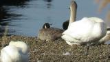 Resting Aleutian Cackling Goose