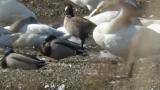 Aleutian Cackling Goose, walking, preening and took flight near the end