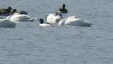 Aleutian Cackling Goose on the water.  Foraging and short flight.