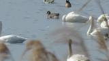 Aleutian Cackling Goose on the water.  Preening and bathing.