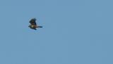 Eastern Marsh Harrier in flight against the wind.