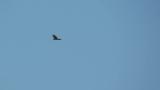 Eastern Marsh Harrier in flight against the wind