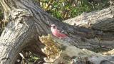 Male Long-tailed Rosefinch, foraging