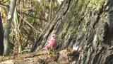 Male Long-tailed Rosefinch, foraging
