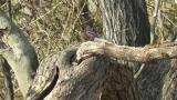 Male Long-tailed Rosefinch, foraging